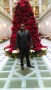 Zeeshan  anwar  
